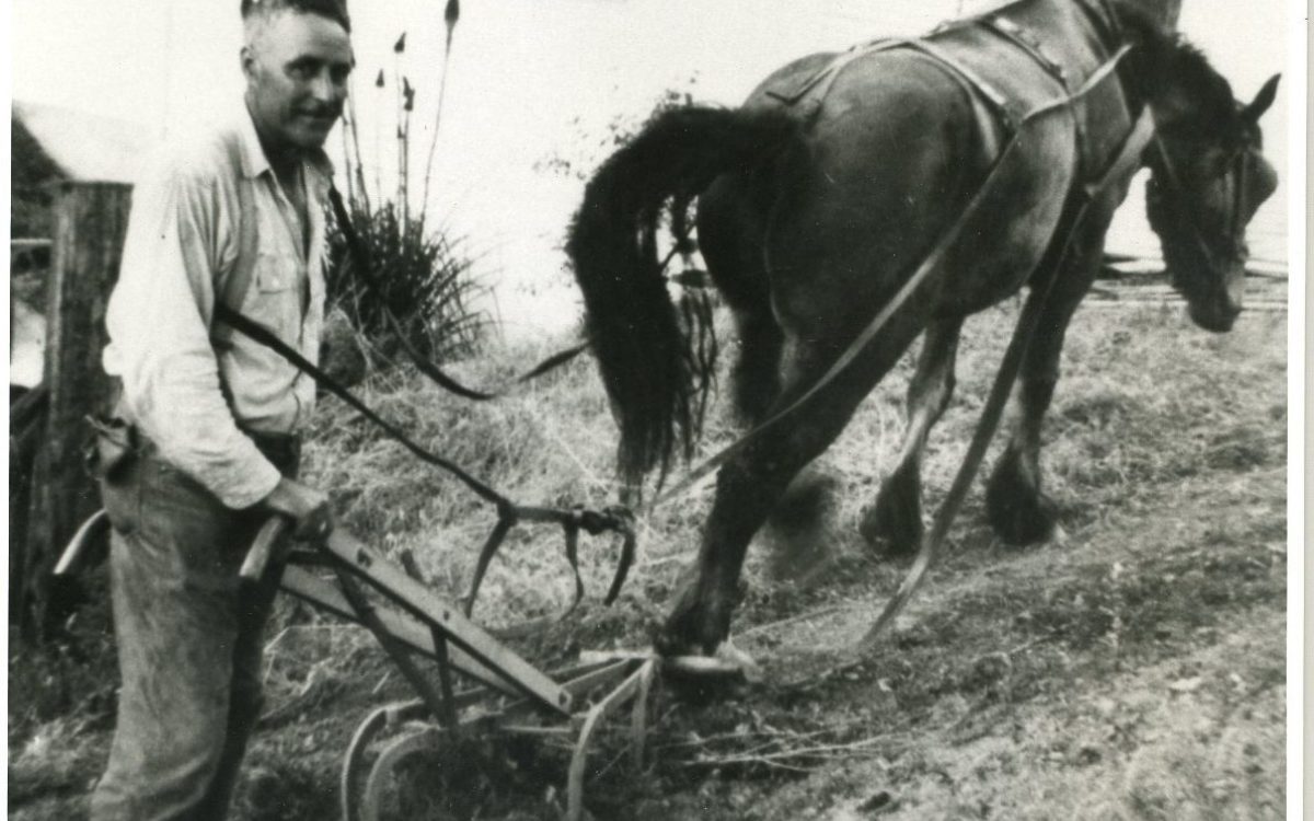 Leno Martinelli Horse