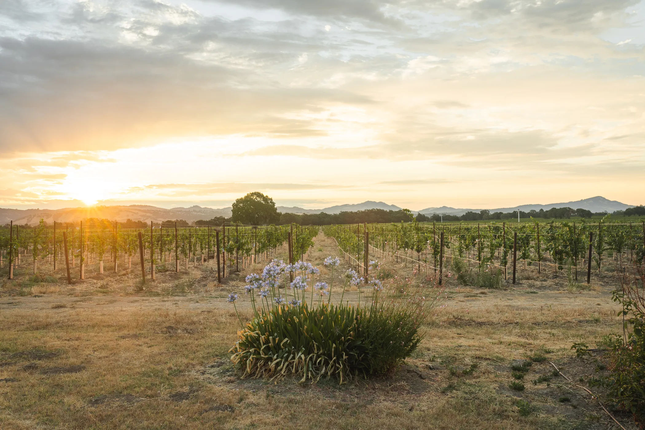 Benovia-19 Benovia Estate Vineyards at sunrise