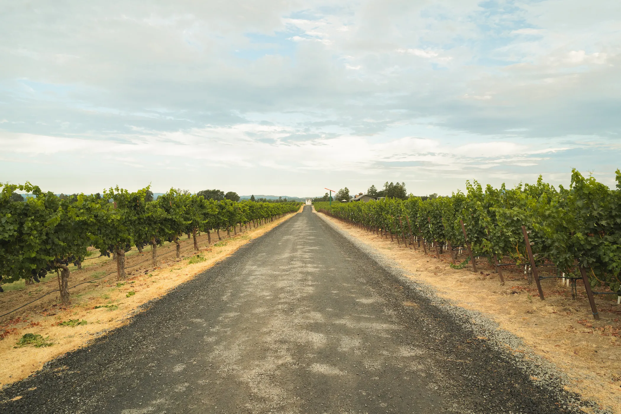 Benovia Estate Vineyard