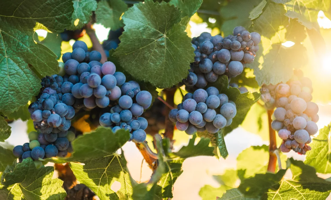 Grape clusters on the vine
