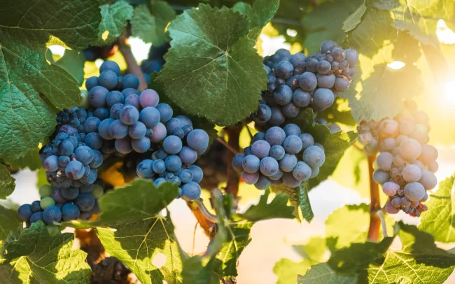 Grape clusters on the vine