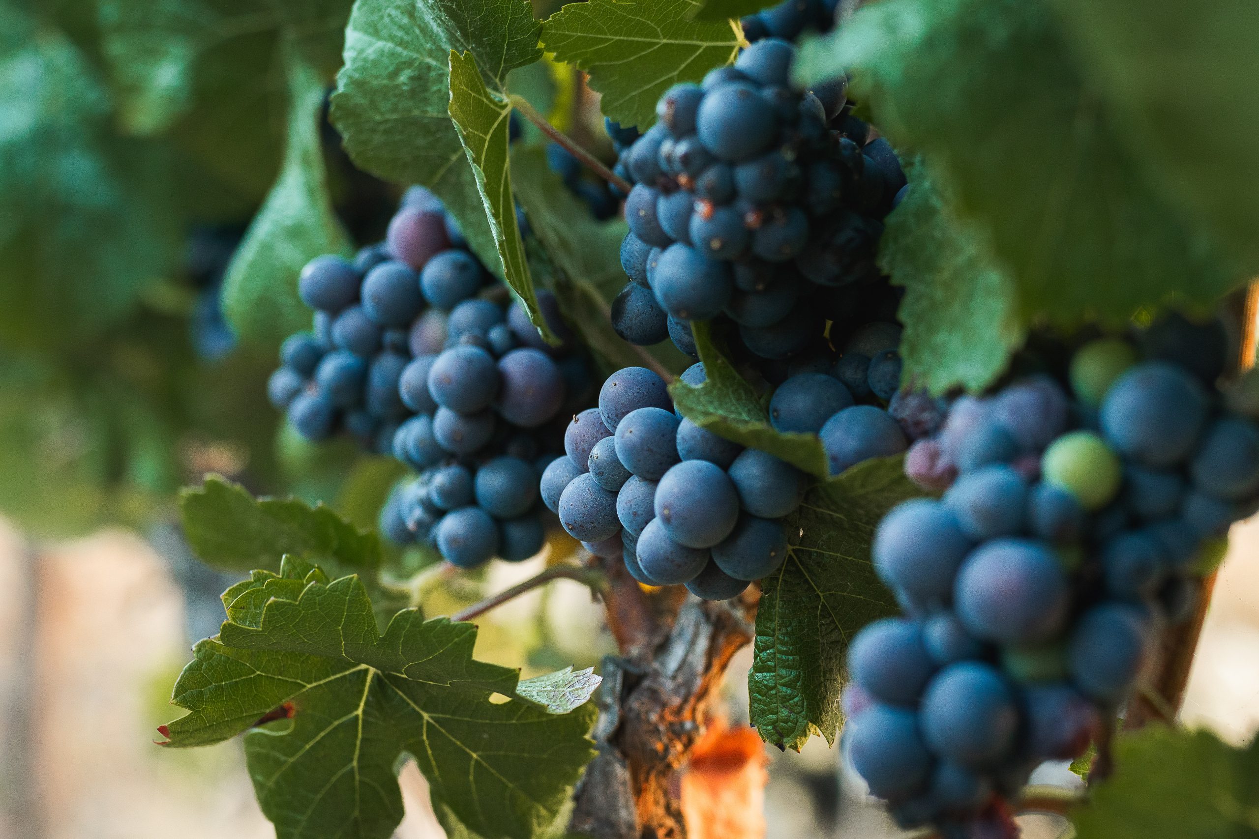Grape clusters on the vine