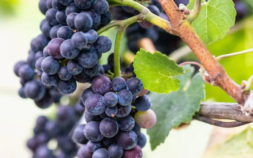 Grape clusters on the vine