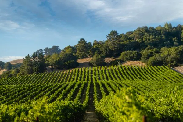 eastern-hills Eastern Hills neighborhood of Russian River Valley