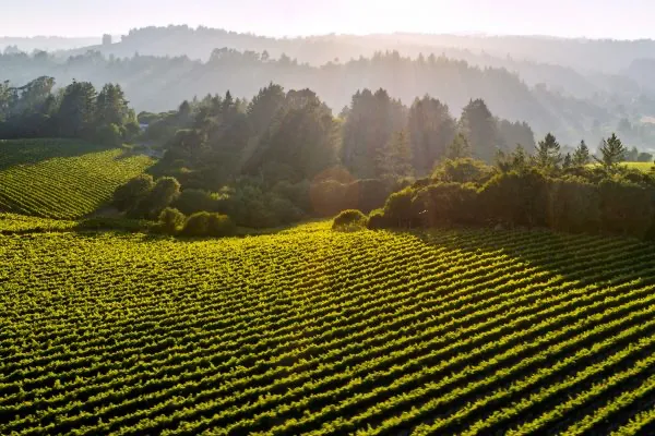 Sebastopol Hills neighborhood of Russian River Valley