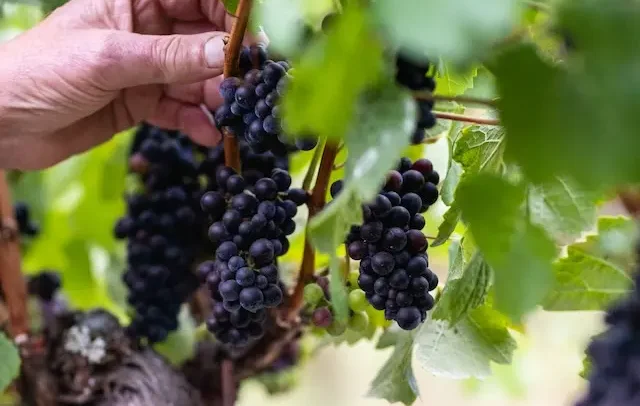 Sonoma Ag Art Vineyard grapes