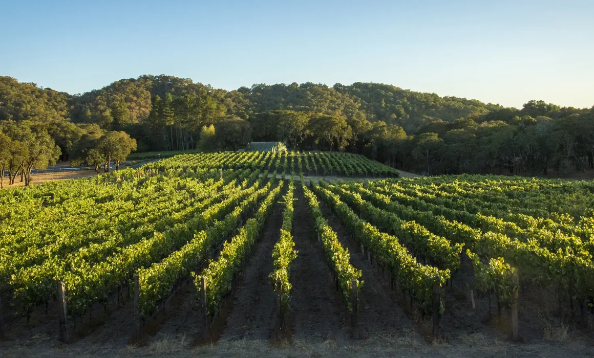 Cole Creek Vineyard in the Summer