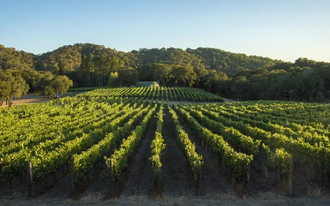 Cole Creek Vineyard in the Summer