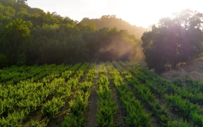 Bacigalupi Vineyards in Russian River Valley, California