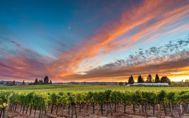 Sunset over Hallberg Ranch Vineyard in Russian River Valley, California