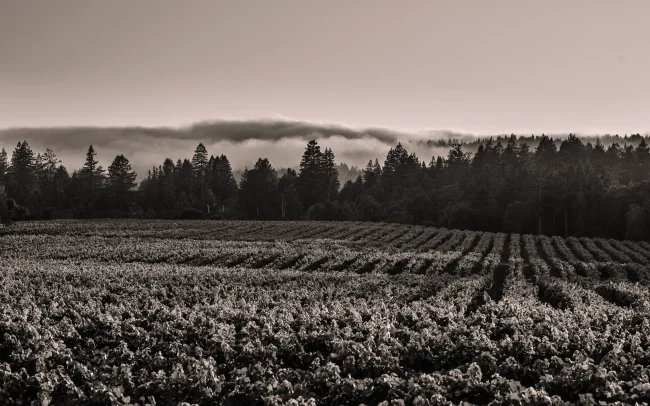 Senses Wines, Heintz Vineyard