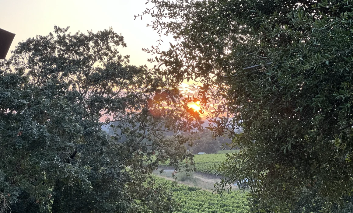 Bush Crispo Vineyard in Russian River Valley, California