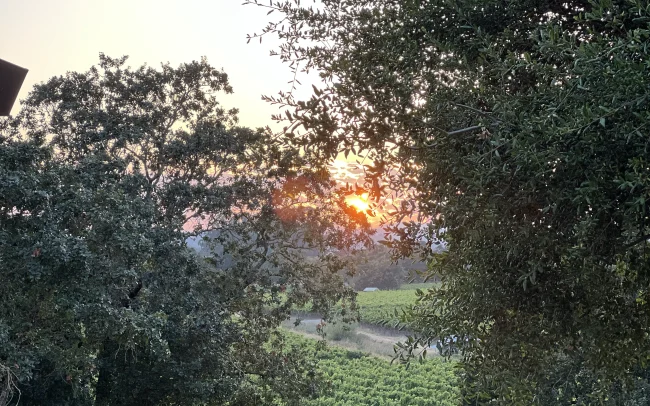 Bush Crispo Vineyard in Russian River Valley, California