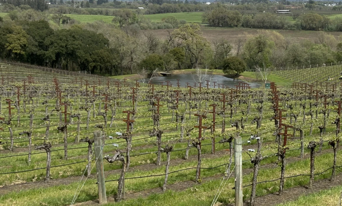 Dow Vineyard