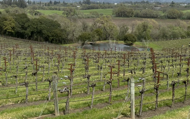 Dow Vineyard