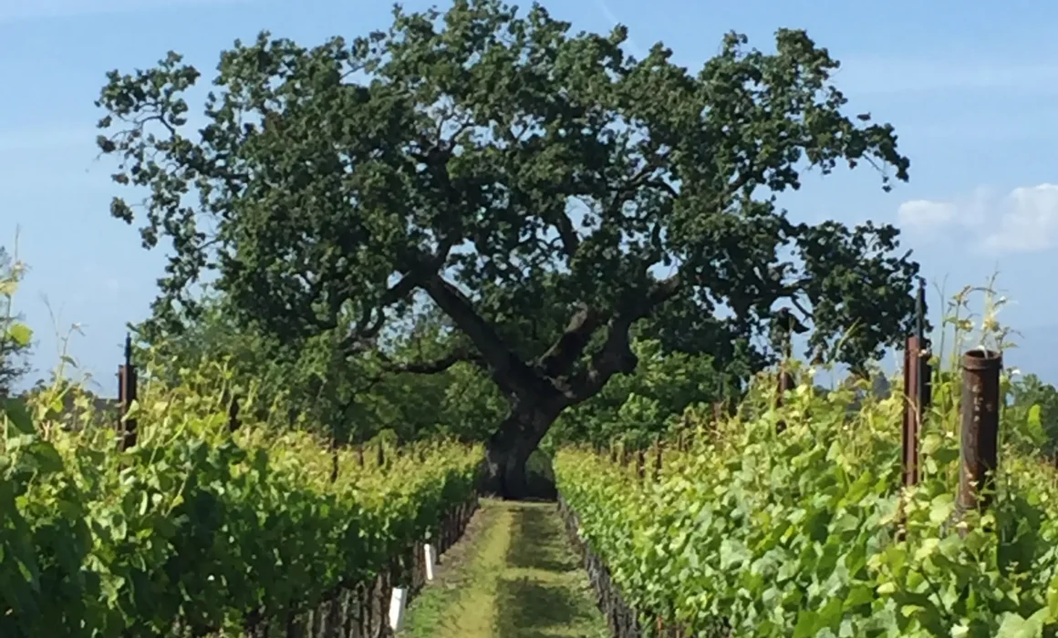 Moore Vineyard