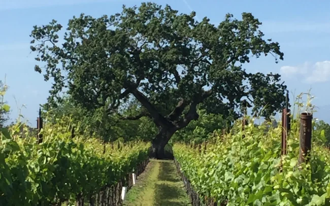 Moore Vineyard