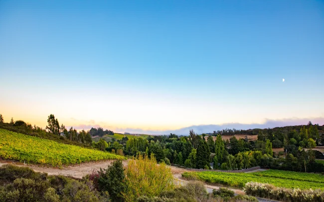 Naidu Wines vineyards in Russian River Valley, California