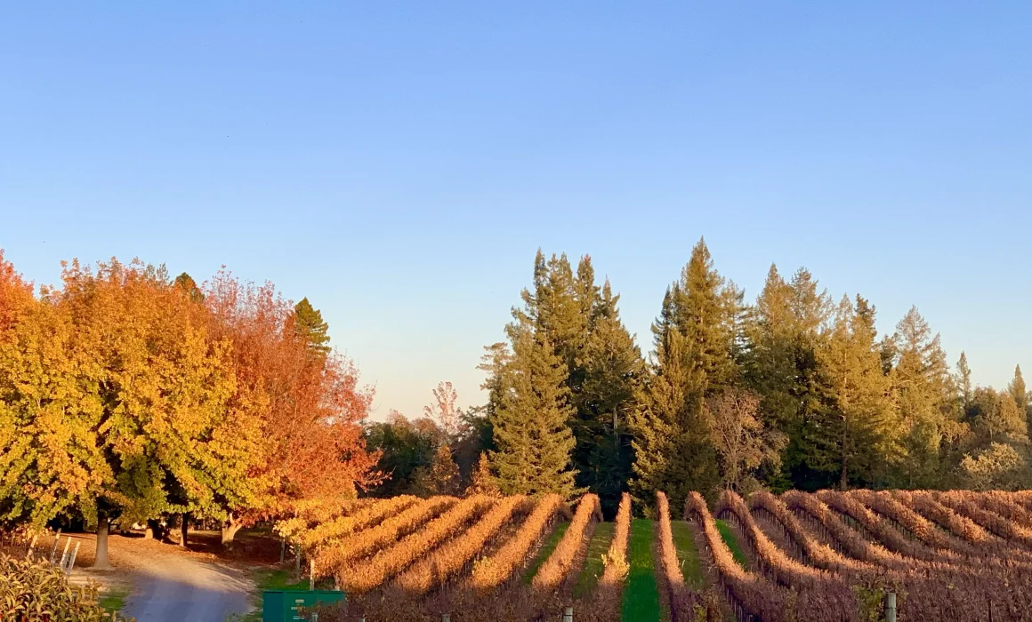 Vines in Autumn at Ross Ridge Vineyard in Russian River Valley, California