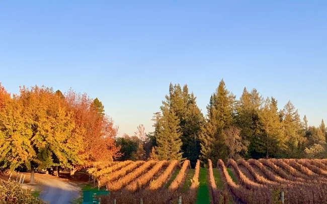 Vines in Autumn at Ross Ridge Vineyard in Russian River Valley, California