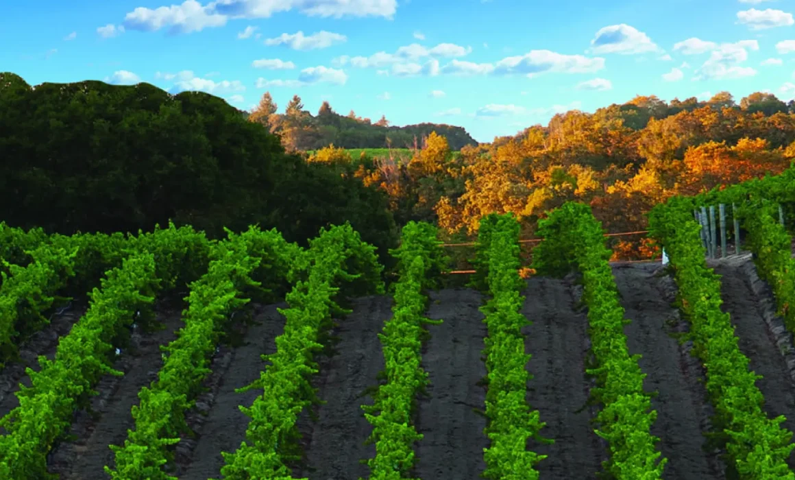 DNA Vineyards in Russian River Valley, California