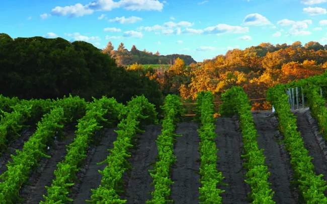 DNA Vineyards in Russian River Valley, California