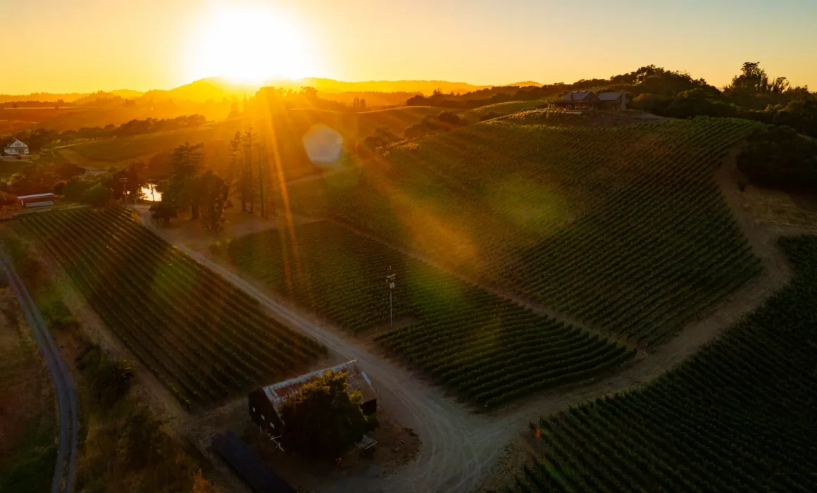 Aerial view of sunrise over Bell Summe Vineyard
