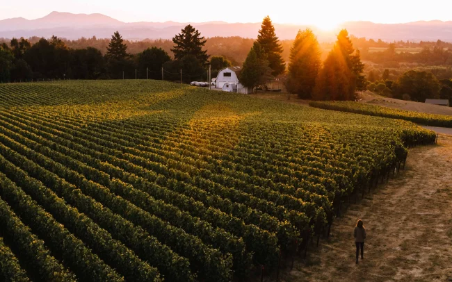 DuMOL Winery and Vineyards