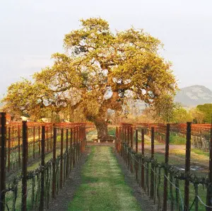 Pratt Vineyard in Russian River Valley, California