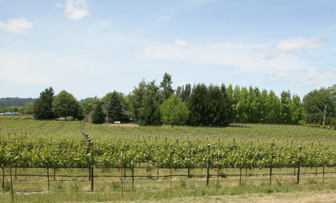 Ross Station Vineyards