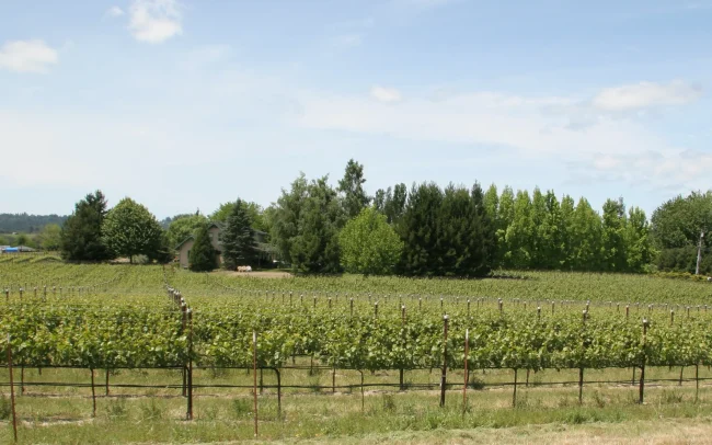Ross Station Vineyards