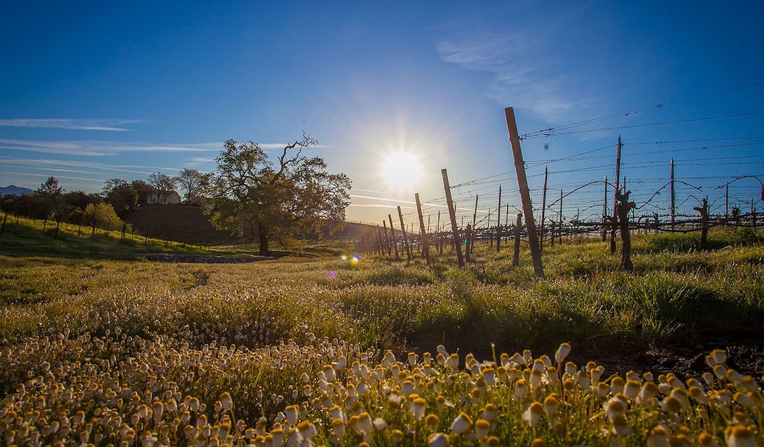06_Rochioli_Wine_Gallery_Vineyards Rohioli winery Russian River Valley history