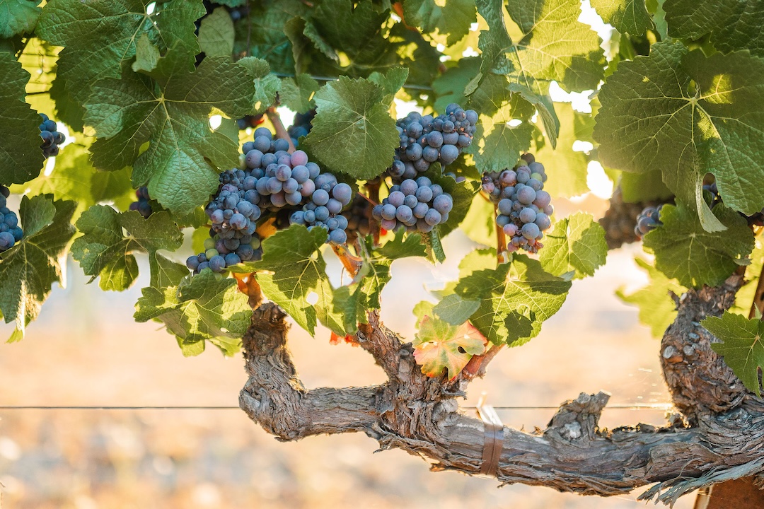 Russian River Valley AVA Russian River Valley AVA