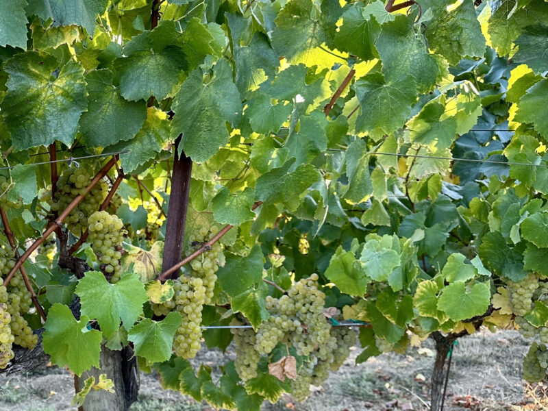 Chardonnay from Old Vine Lane Vineyard (Approx. 10 Tons)