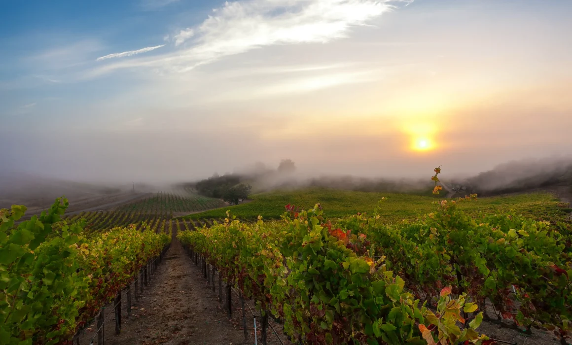 Rochioli Winery and Vineyards