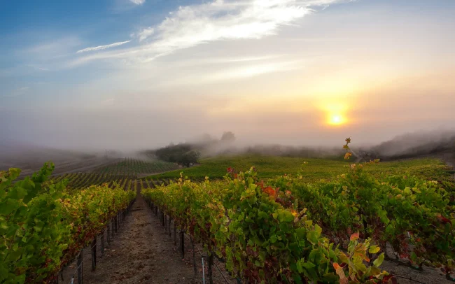 Rochioli Winery and Vineyards