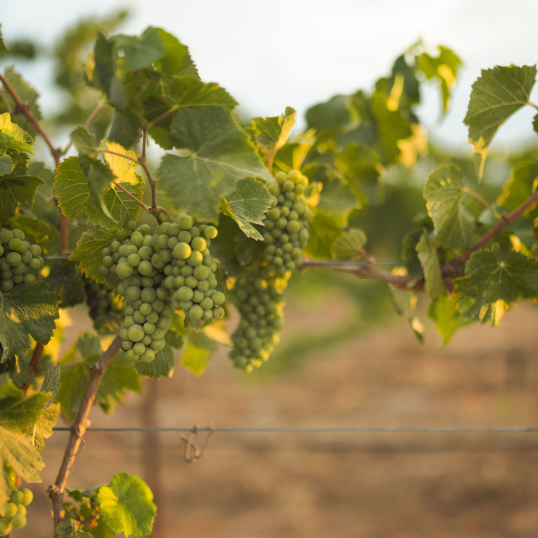 CHARDONNAY