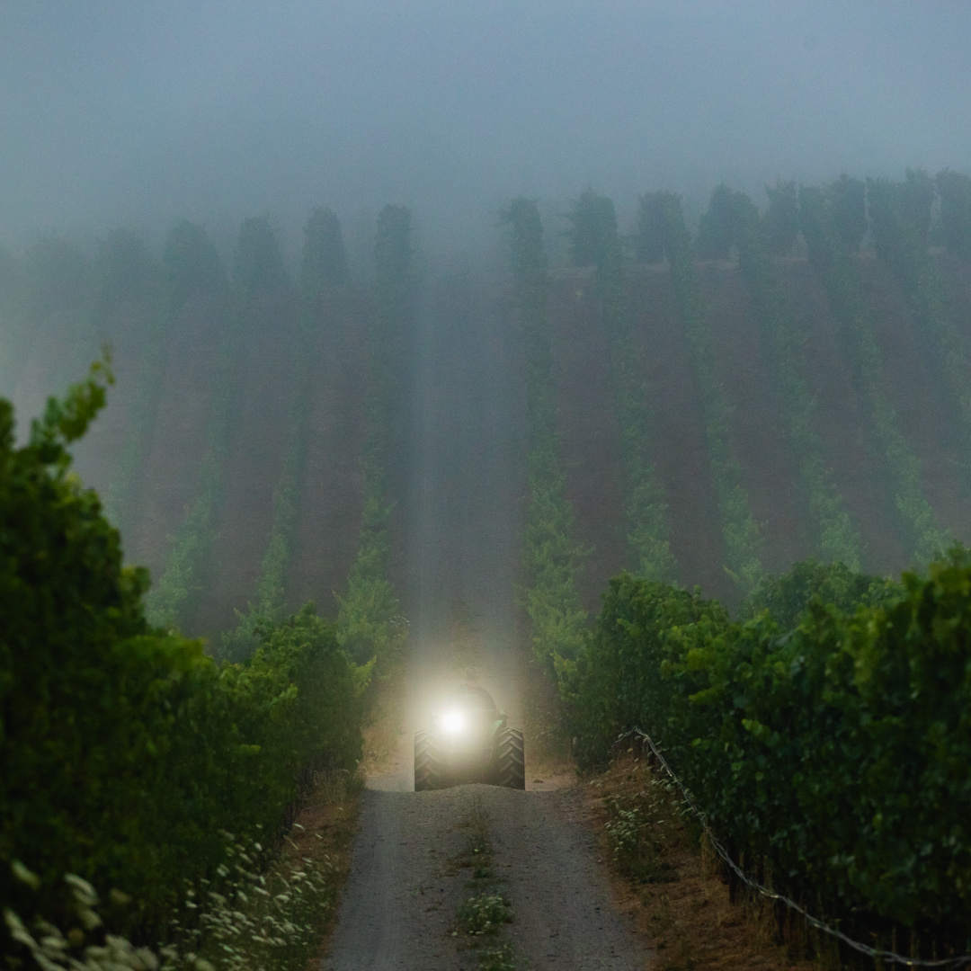 THE FOG