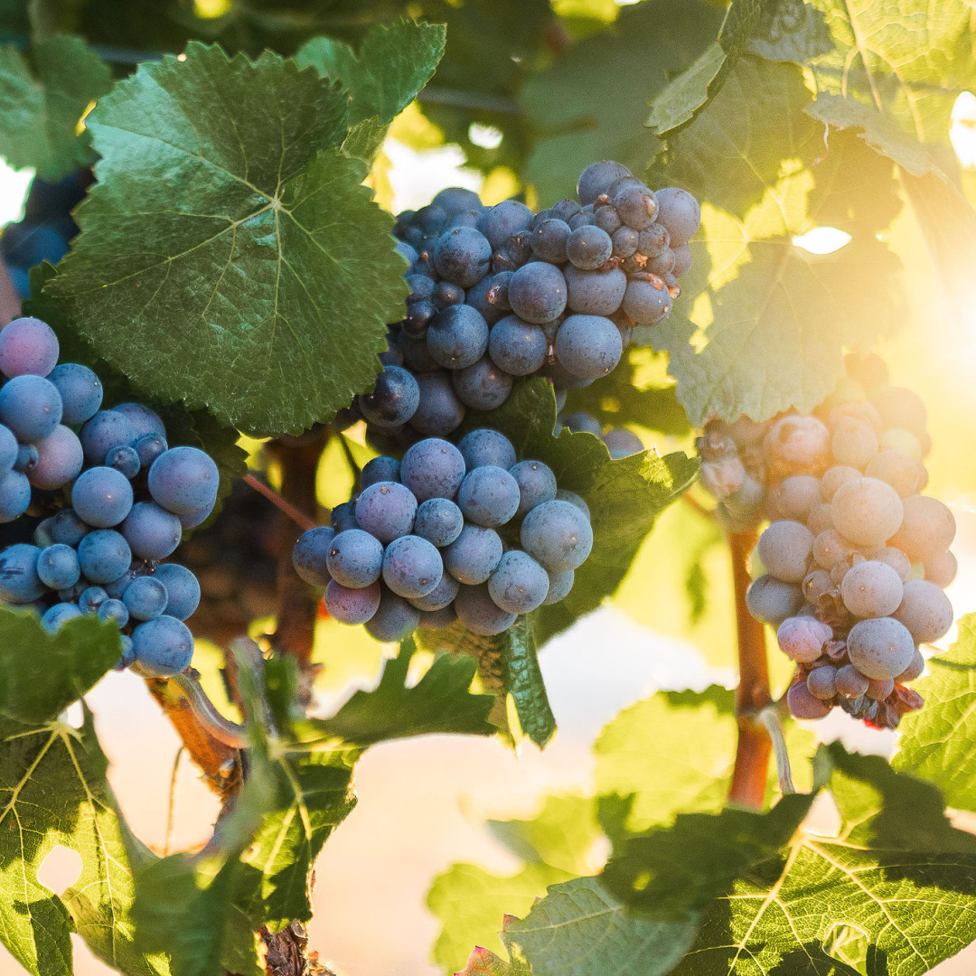 PINOT NOIR