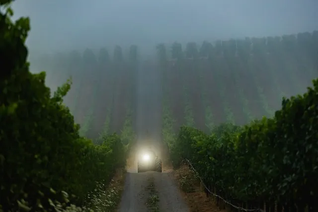 russian river valley_laguna ridge__300dpi_006 Fog throughout the vineyard