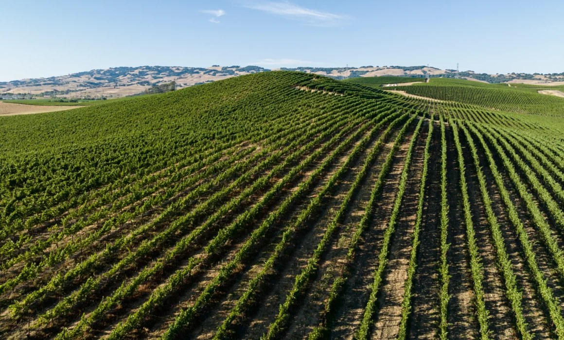 The Calling vineyards