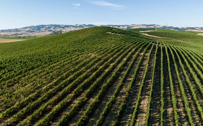 The Calling vineyards