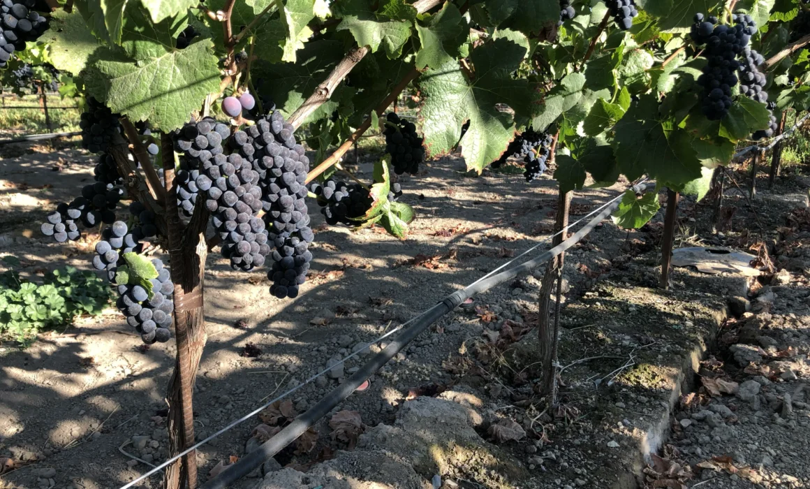 Redwood Lane Vineyard