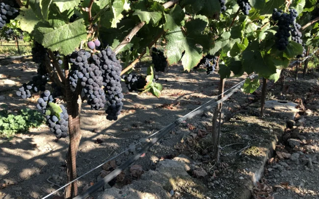Redwood Lane Vineyard