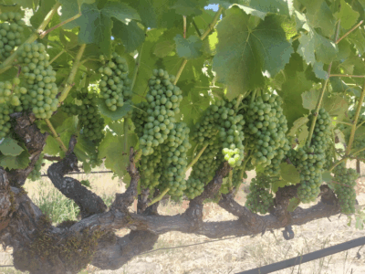 Green Valley of RRV Pinot Noir (5 Tons)