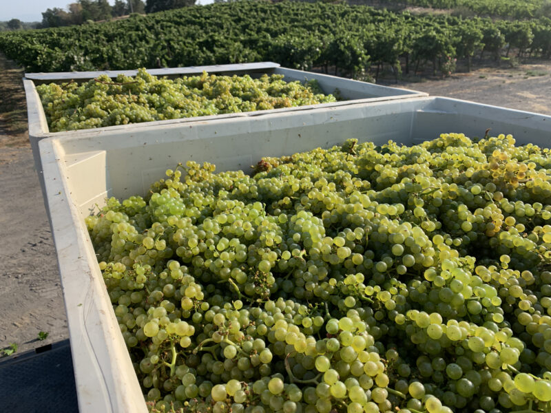 Traditional Method Sparkling Wine - Blanc de Blanc
