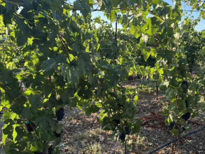 Pinot Meunier from Old Vine Lane Vineyard (Small lot from 3rd Leaf)