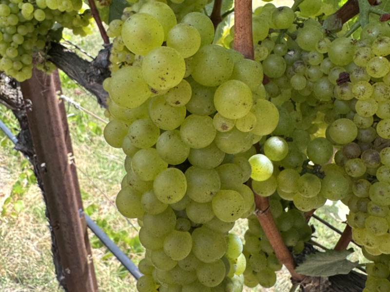 Premium Russian River Chardonnay (Green Valley, 12-14 Tons)